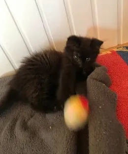 Willy, adopté
