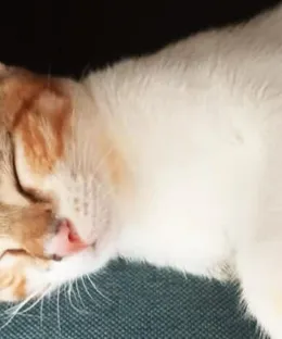 Masha, adopté
