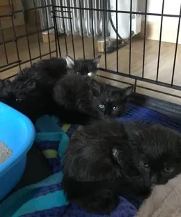 Portée de Brié, adoptés