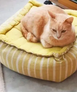 Caramel, adopté