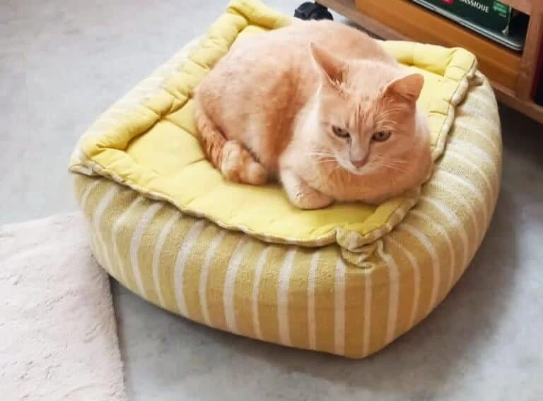 Caramel