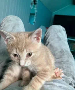 Rouquin, adopté
