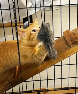 Aido, adopté