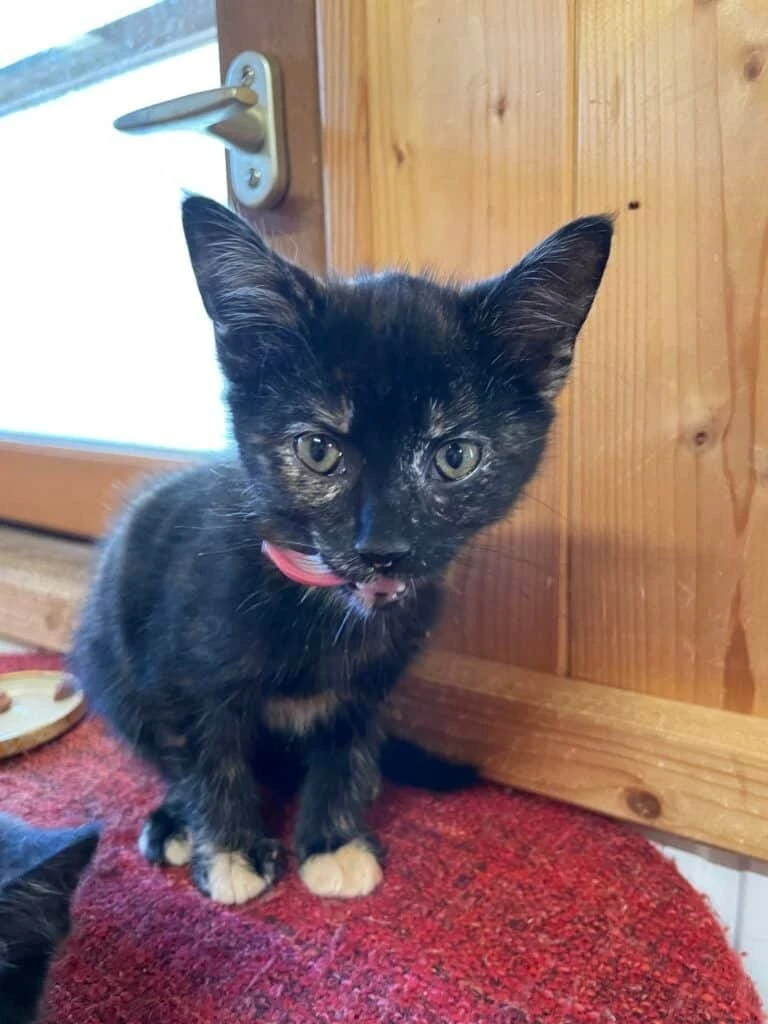 Zampa