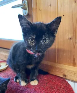 Zampa, adopté