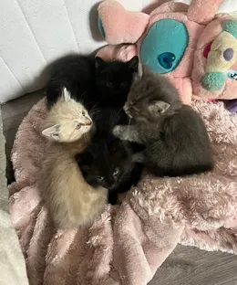 Portée de Jarrie, adoptés
