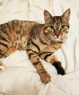 Obelix, adopté