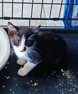 Hanna, adopté