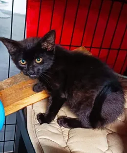 Atlas, adopté