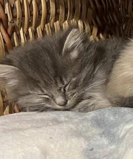 Yupioca, adopté