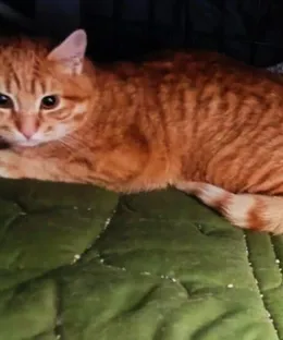 Marcus, adopté