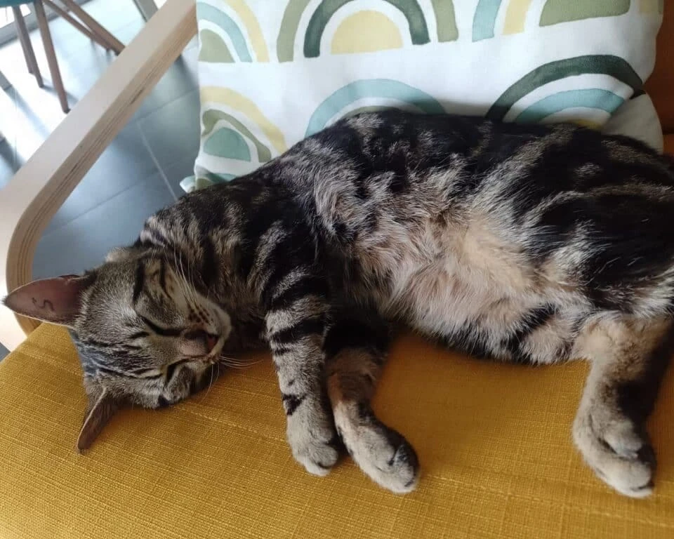 Tabby, photo 2