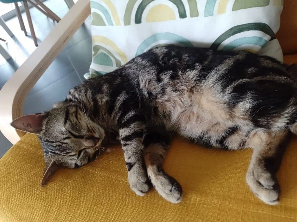 Tabby, photo 2