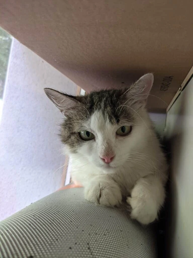 Gigi, photo 2
