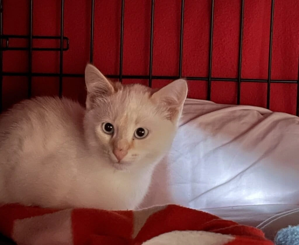 Baloo, photo 2