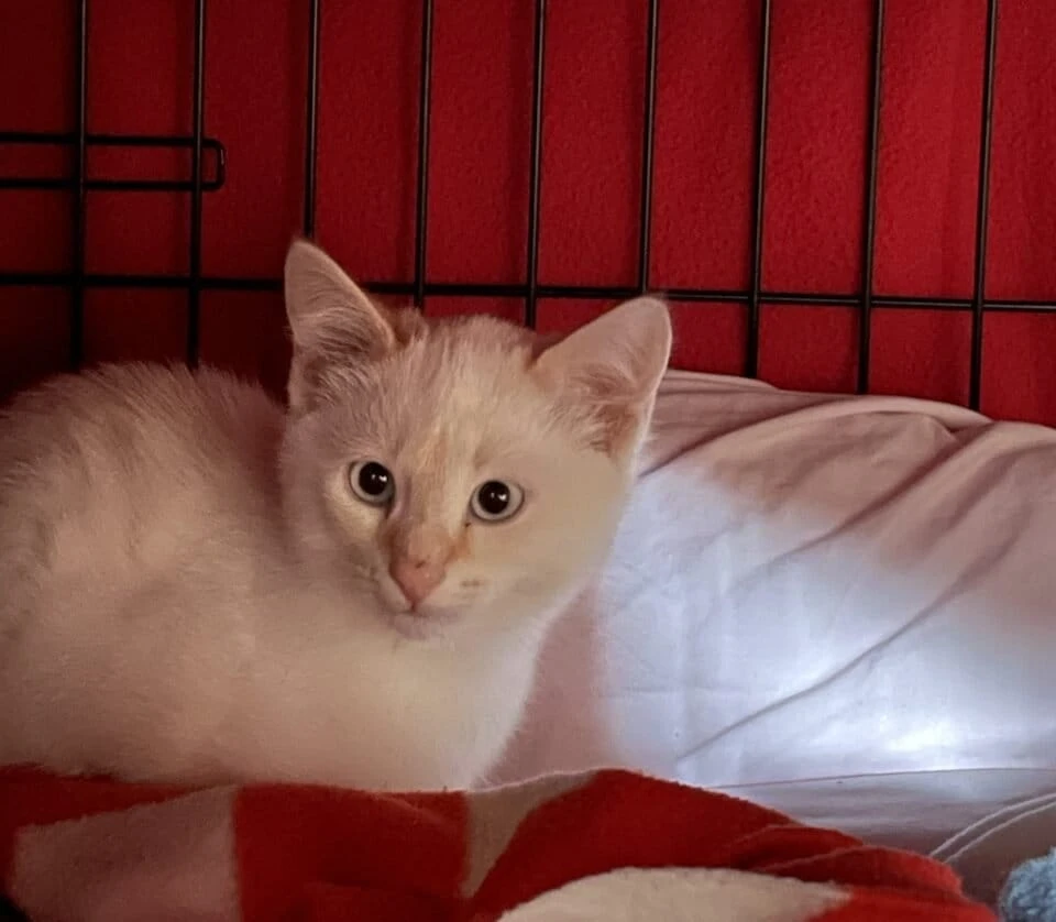 Baloo, photo 2