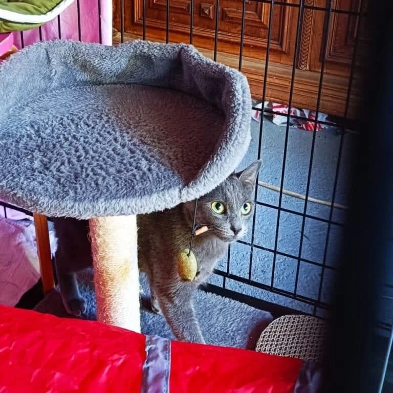 Luna, photo 2