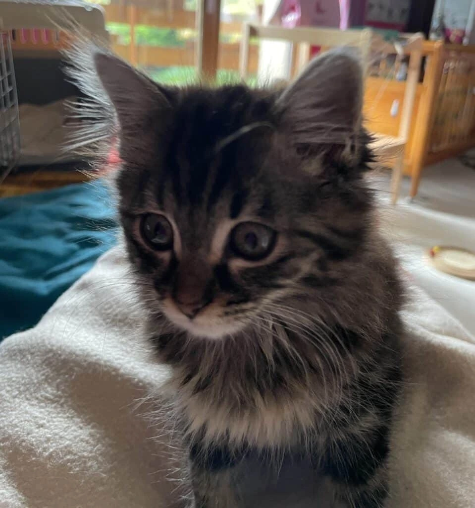 Zelda, photo 2