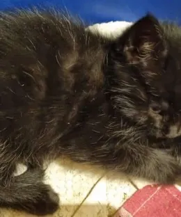 Pima, adopté