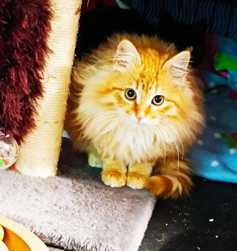 Simba, photo 2