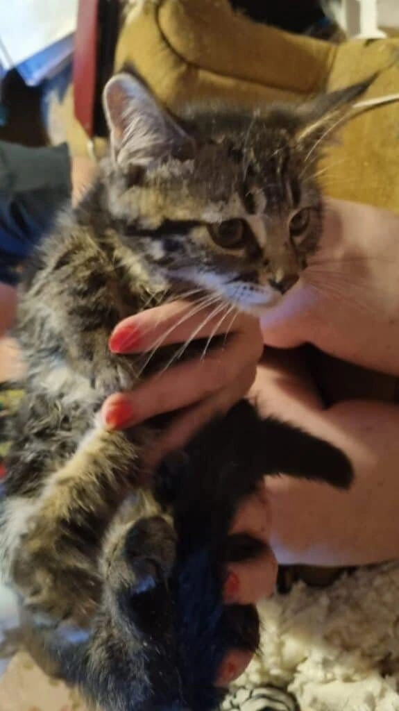 Milo, photo 2