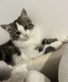 Echo, adopté
