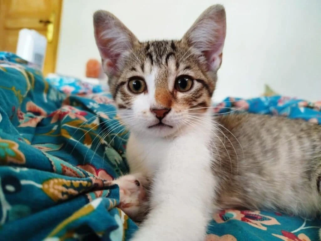 Mushu, photo 2