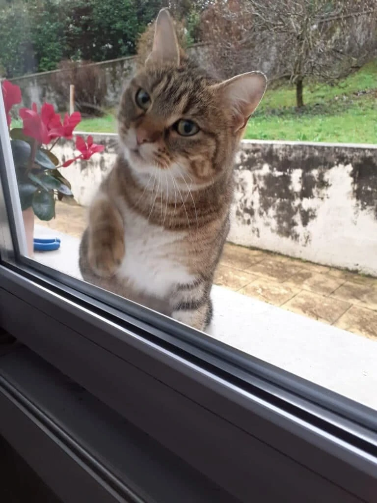 Cookie, photo 2