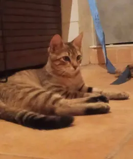 Capi, adopté