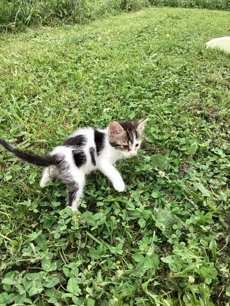Ron, photo 2