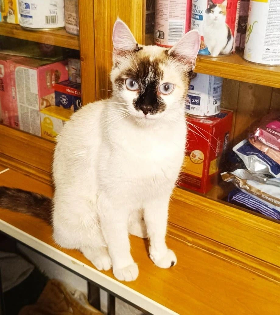 Violette, photo 2