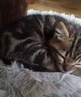 Tahiti, adopté