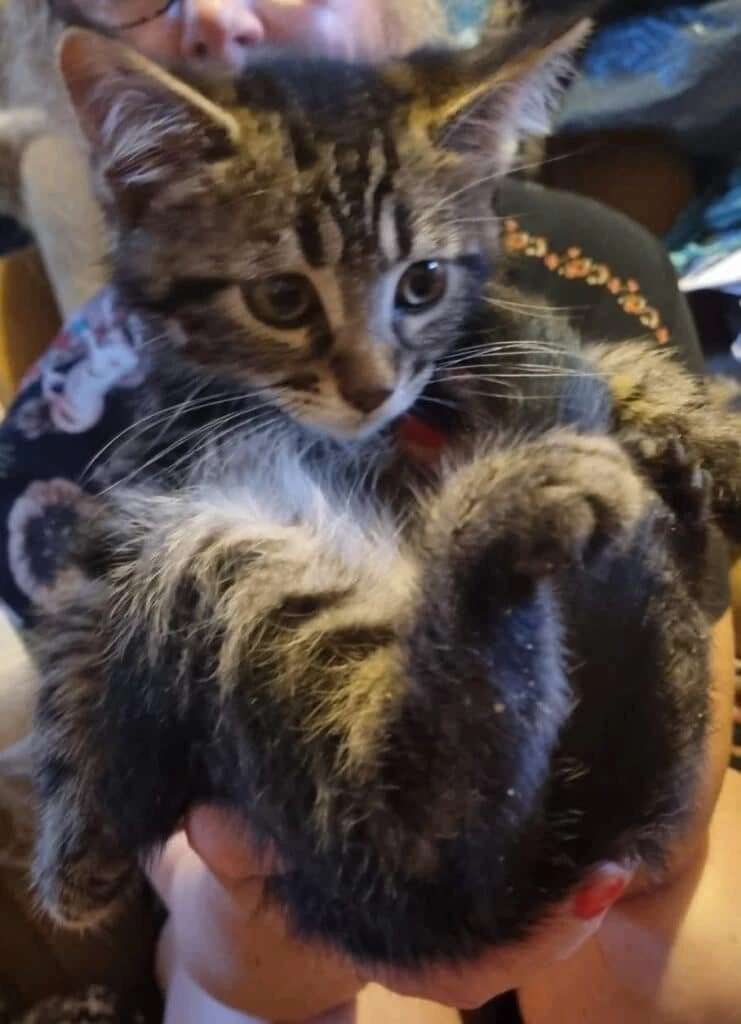 Milo, photo 3