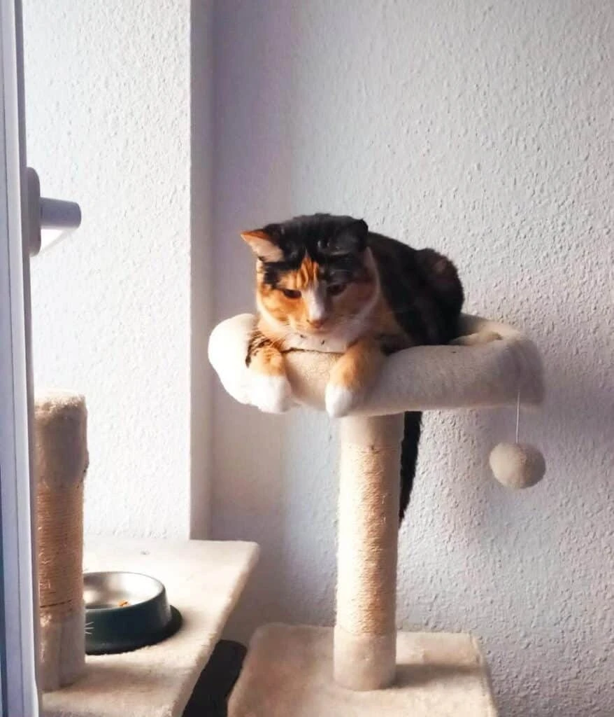 Vanilla, photo 3