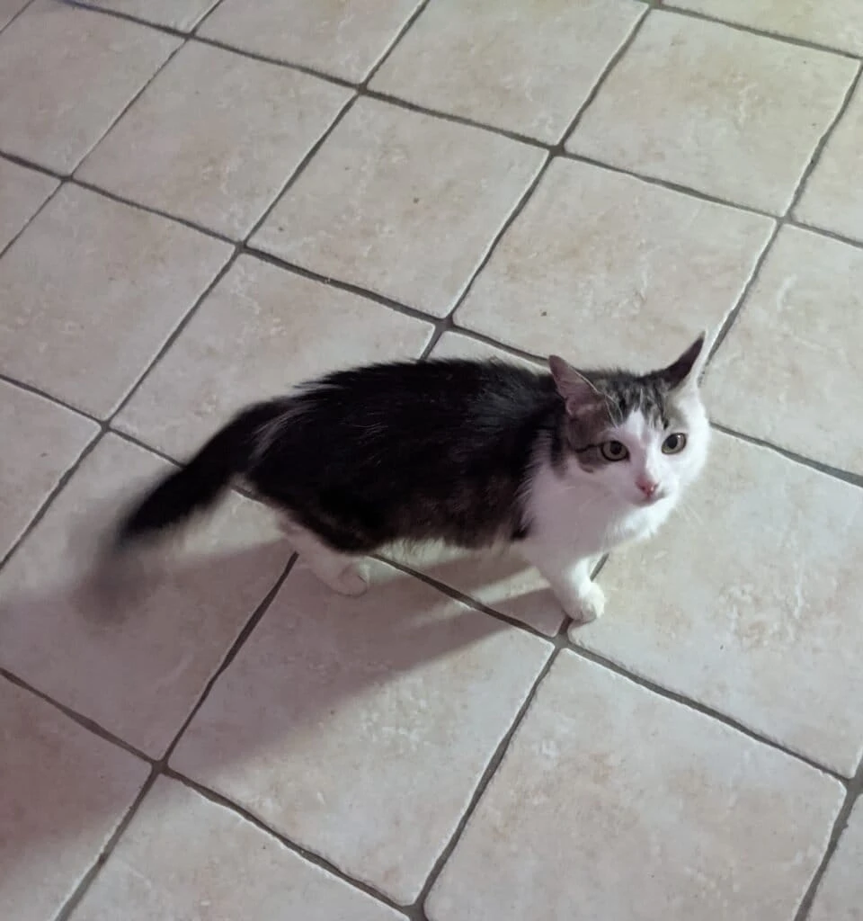 Gigi, photo 3