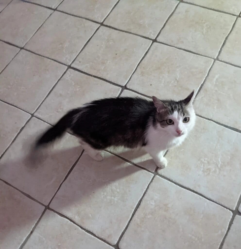Gigi, photo 3