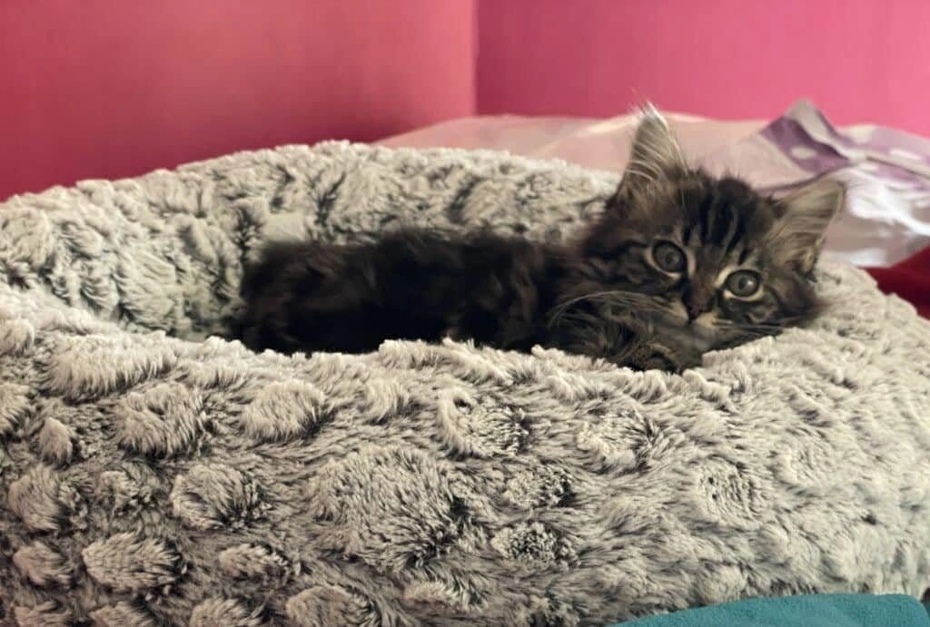 Zelda, photo 3