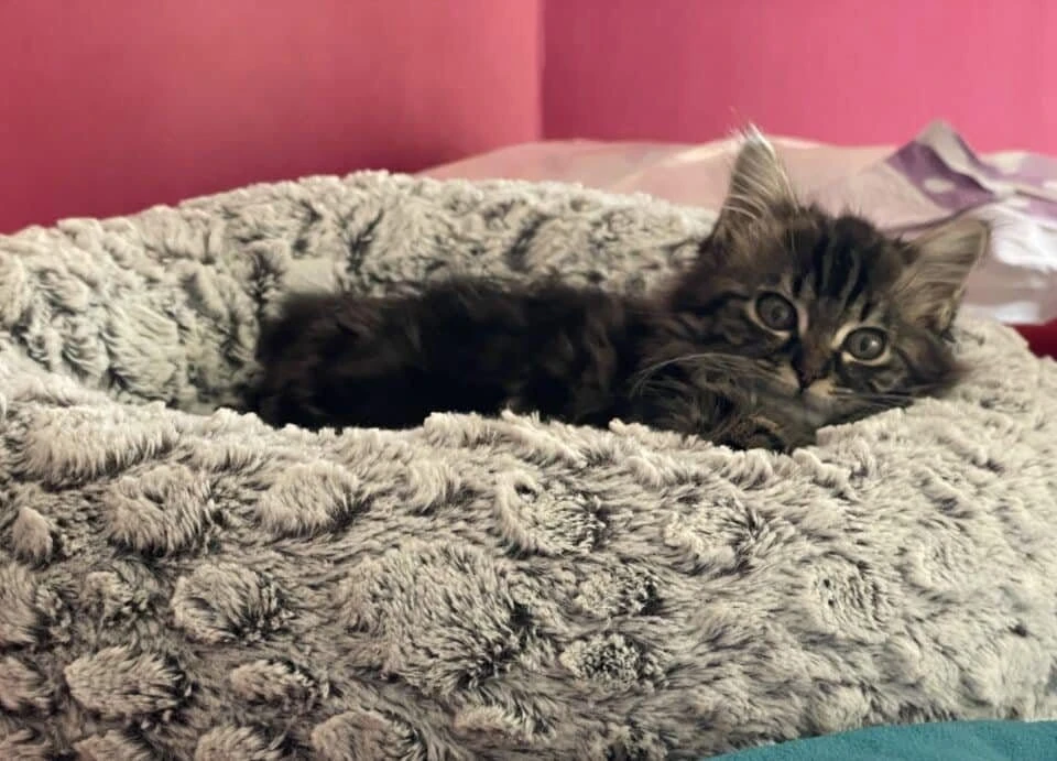 Zelda, photo 3