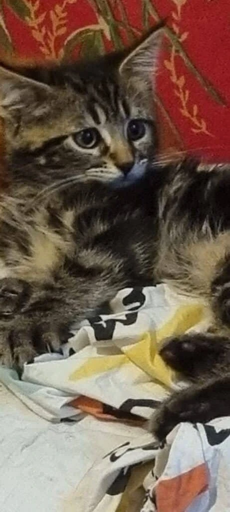 Milo, photo 4