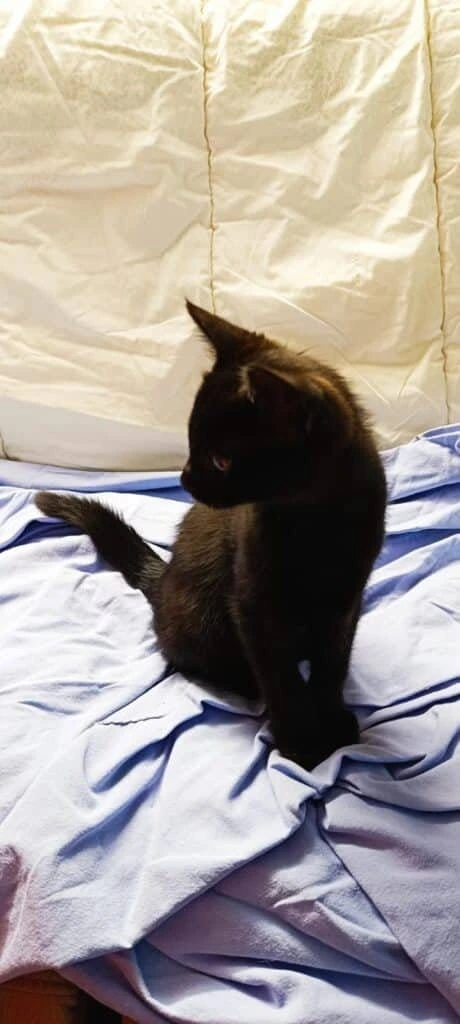 Pepito, photo 4