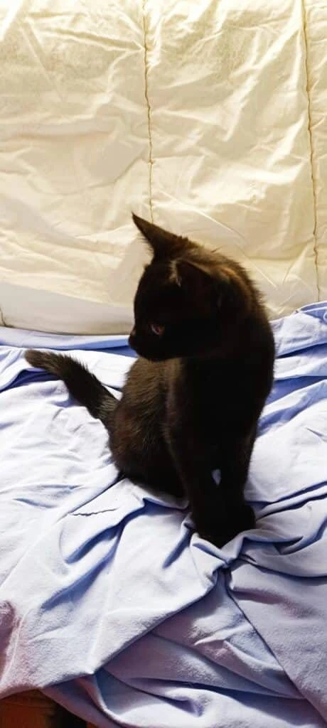 Pepito, photo 4