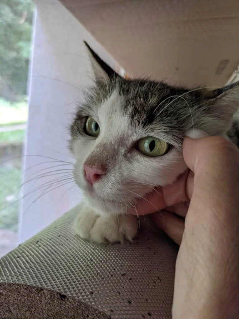 Gigi, photo 4