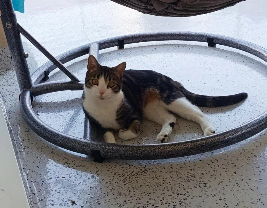 Pancho, photo 4