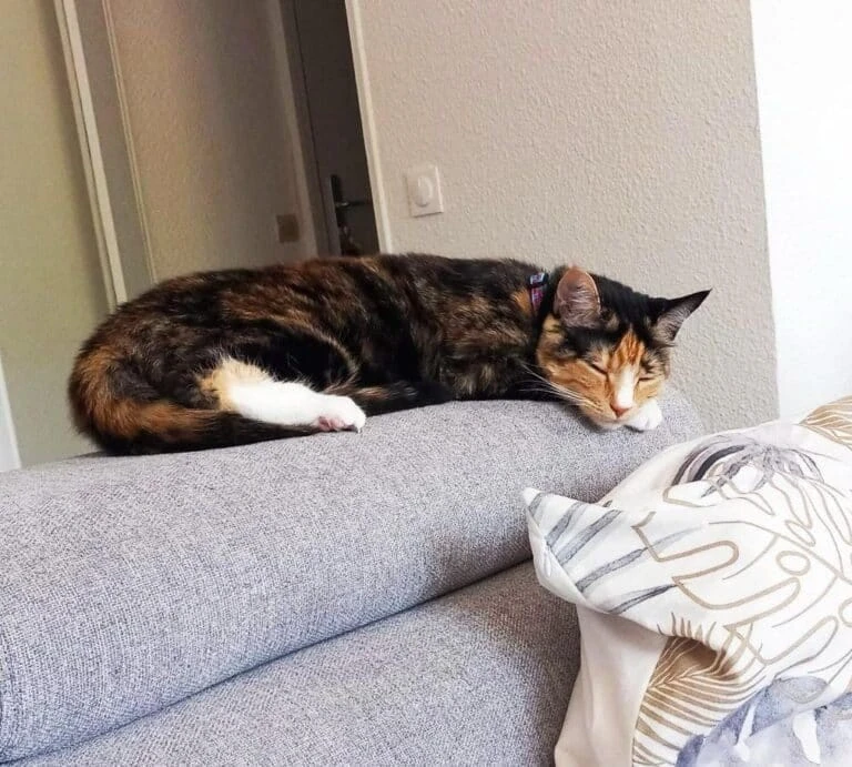 Vanilla, photo 4