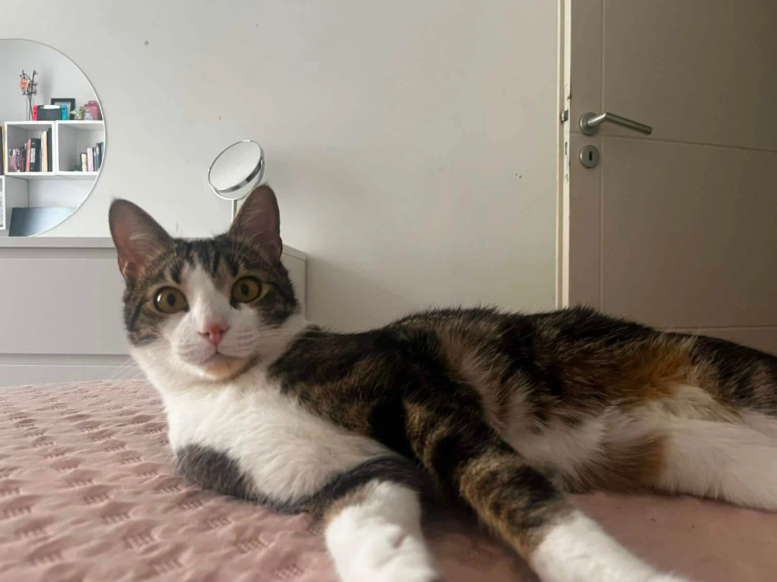 Pancho, photo 5