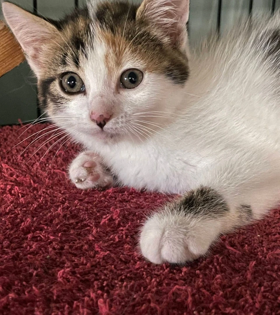 Sabrina, photo 5