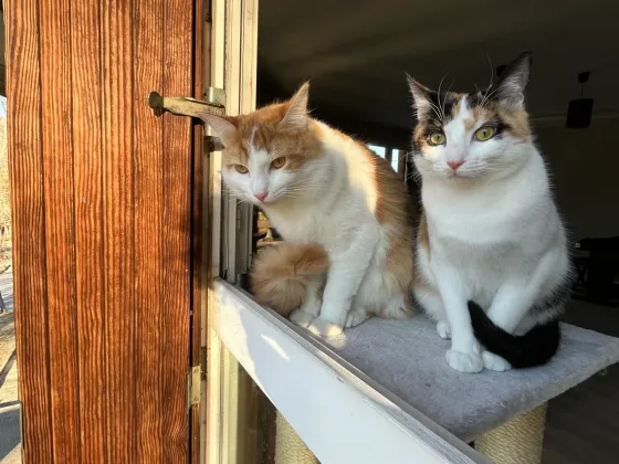 Luis et Mia assis côte à côte sur leur arbre à chat, au soleil