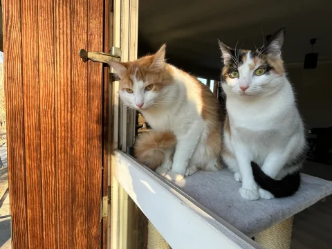 Luis et Mia, deux chats adoptés, assis à la fenêtre de leur nouvelle maison