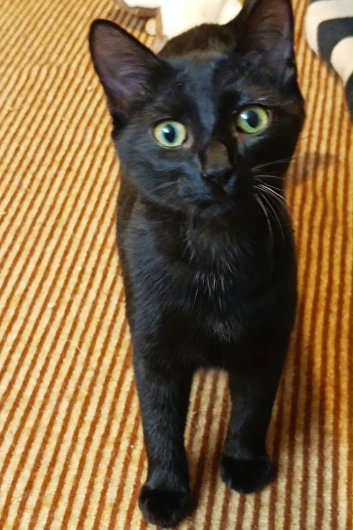 Bahya