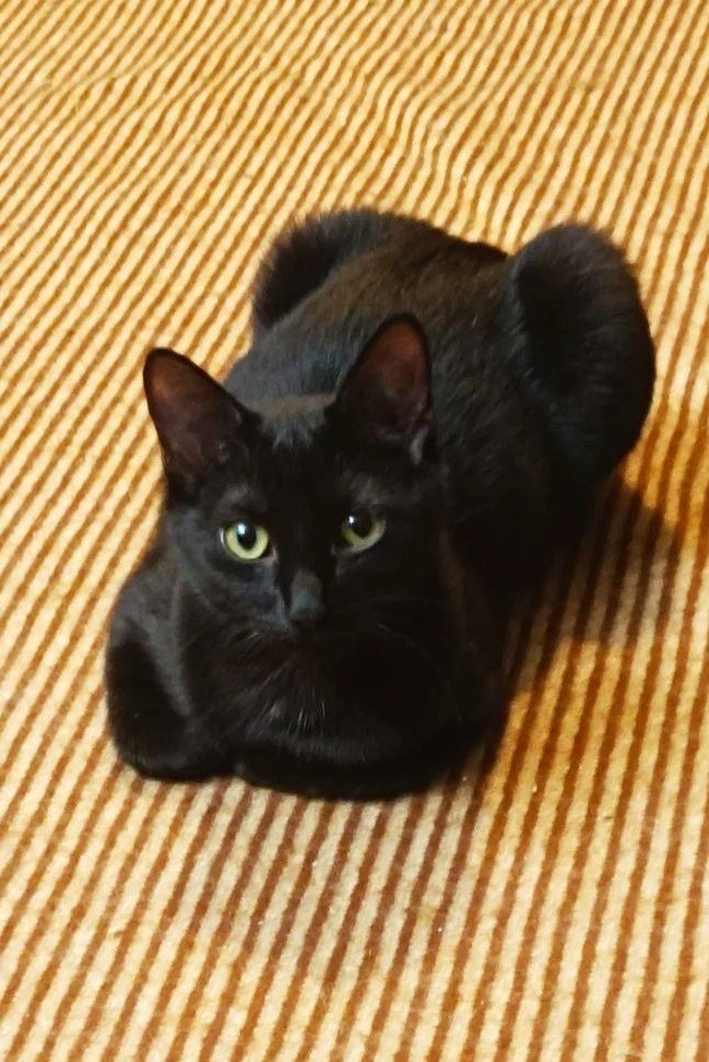 Bonnie, photo 2